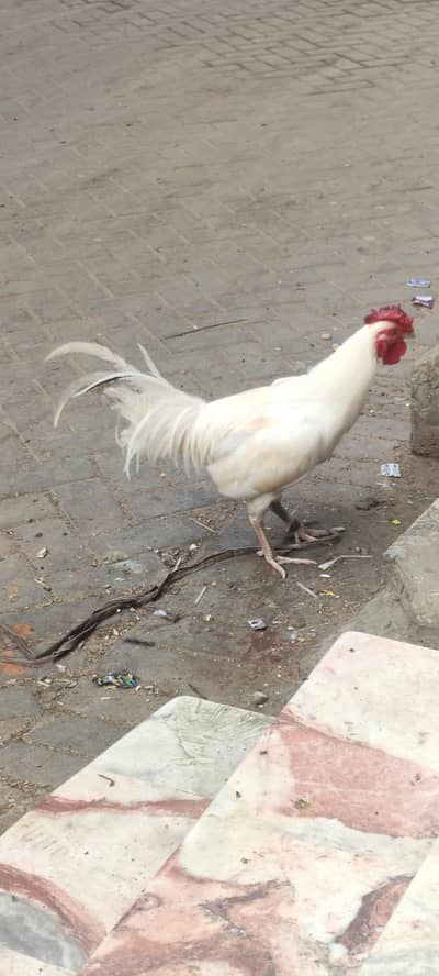 hen two