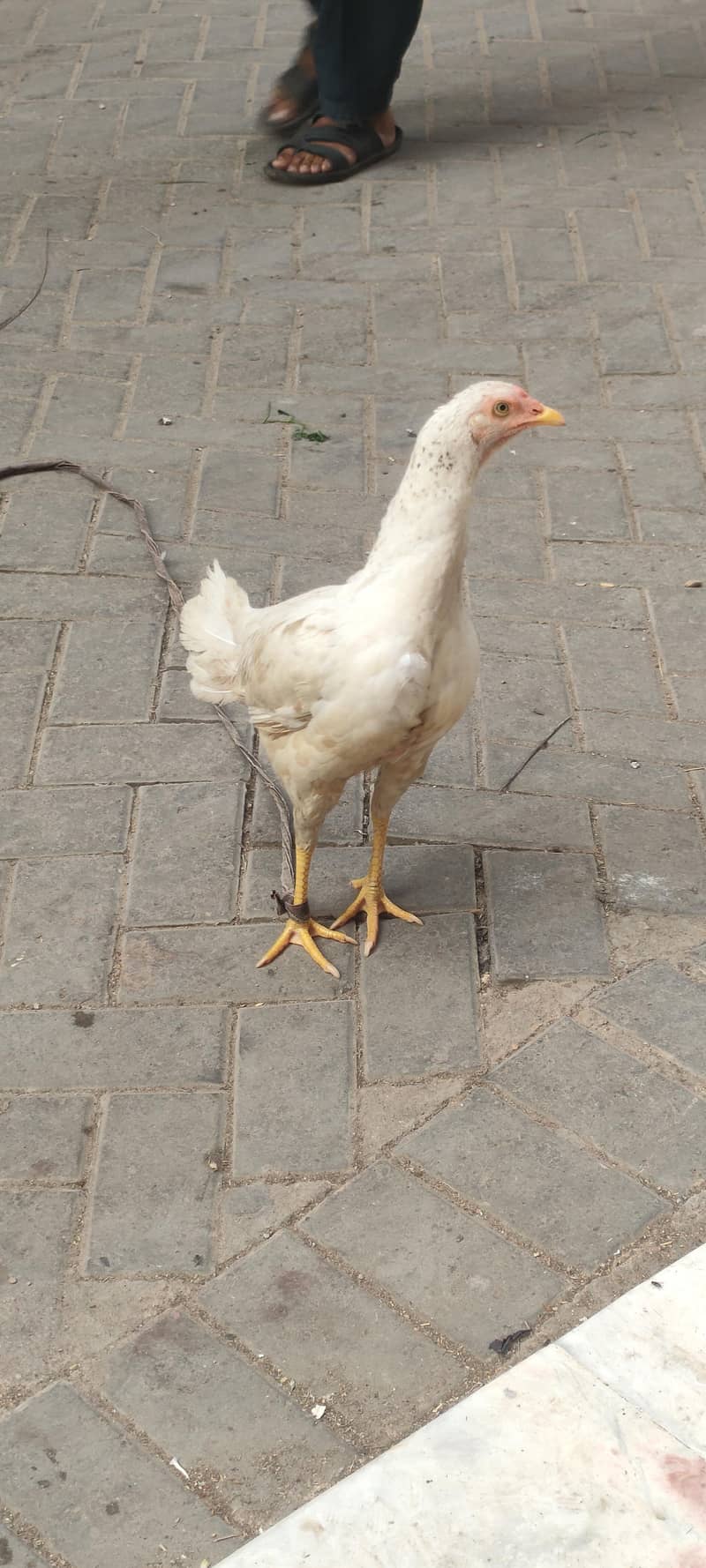 hen two 1