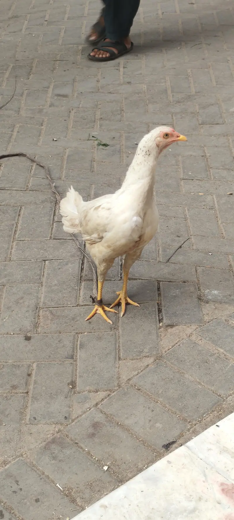 hen two — photo 2