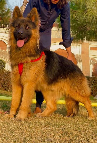 German Shepherd Male For Sale/ 03269382133