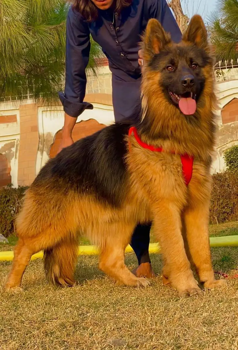 German Shepherd Male For Sale/ 03269382133 — photo 2