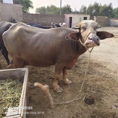 kaili gabhan jhoti pehla wara tyar