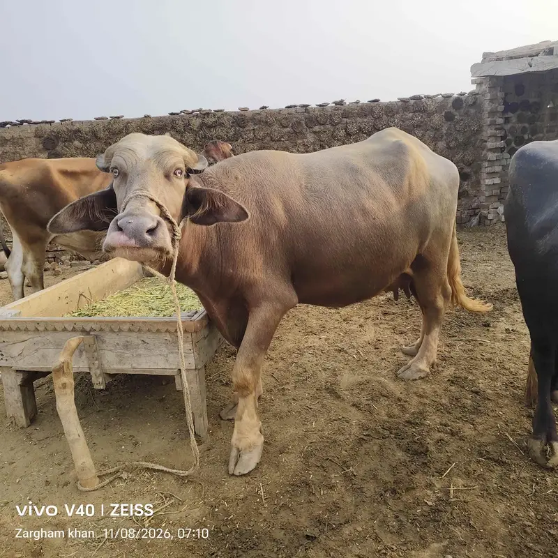 kaili gabhan jhoti pehla wara tyar — photo 2