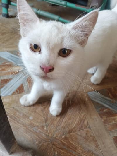 Billu and Snowy