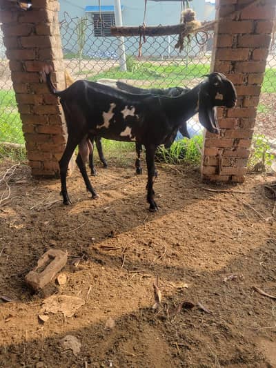 beetal bakri for sale