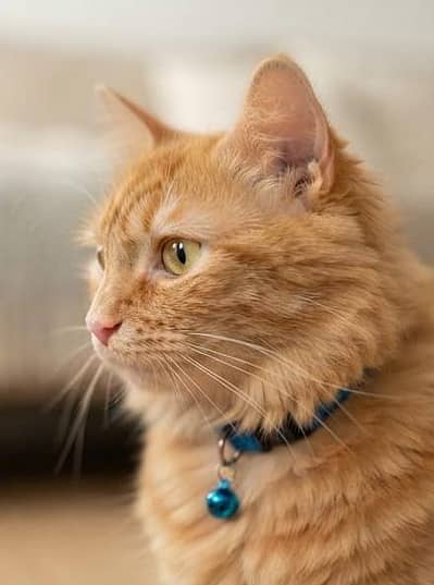 Pure Persian Female Cat for Sale Vaccinated Pet Passport Fully Trained