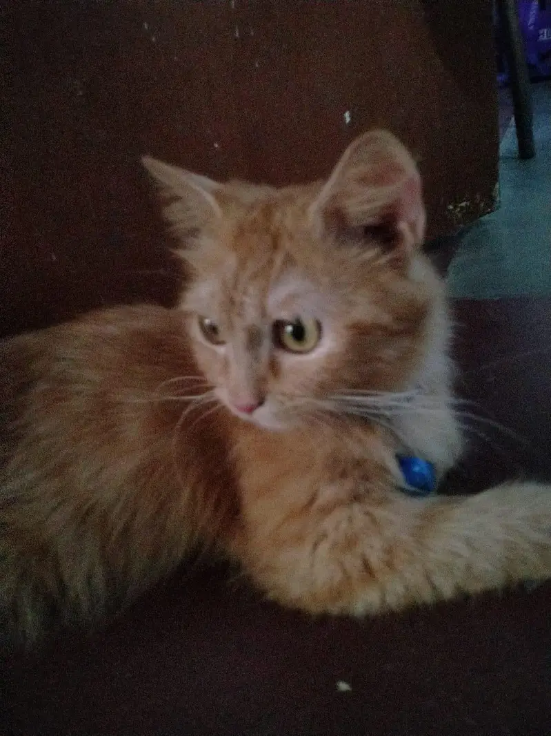 Pure Persian Female Cat for Sale Vaccinated Pet Passport Fully Trained — photo 4