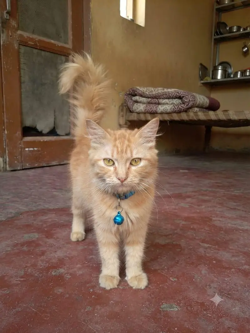 Pure Persian Female Cat for Sale Vaccinated Pet Passport Fully Trained — photo 5