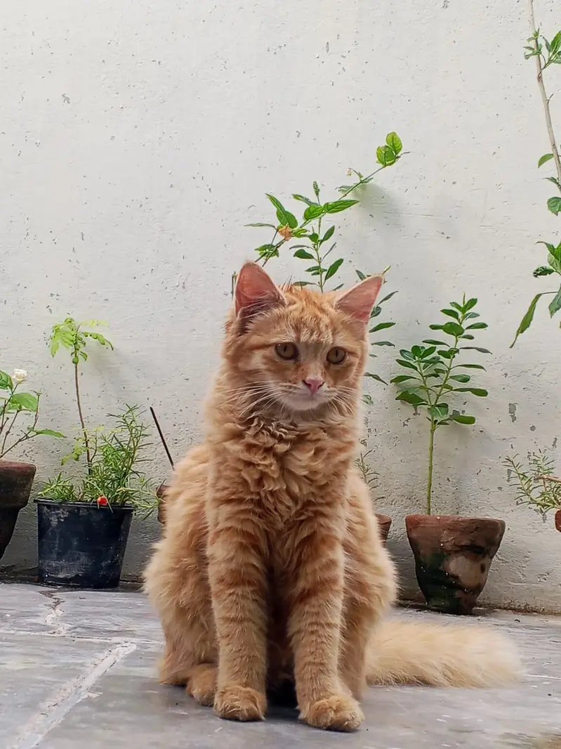 Pure Persian Female Cat for Sale Vaccinated Pet Passport Fully Trained — photo 6