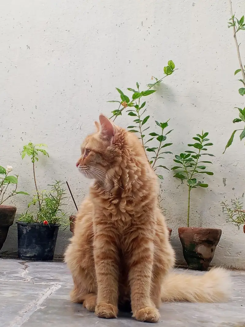 Pure Persian Female Cat for Sale Vaccinated Pet Passport Fully Trained — photo 7