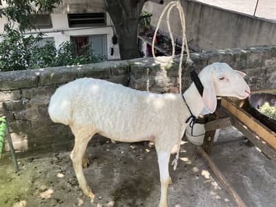 White fatehjangi dumba