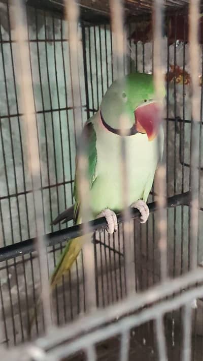 Kashmiri Raw Parrot Male