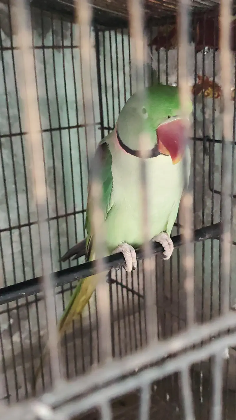 Kashmiri Raw Parrot Male — photo 2