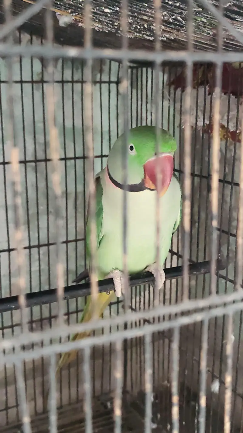 Kashmiri Raw Parrot Male — photo 3
