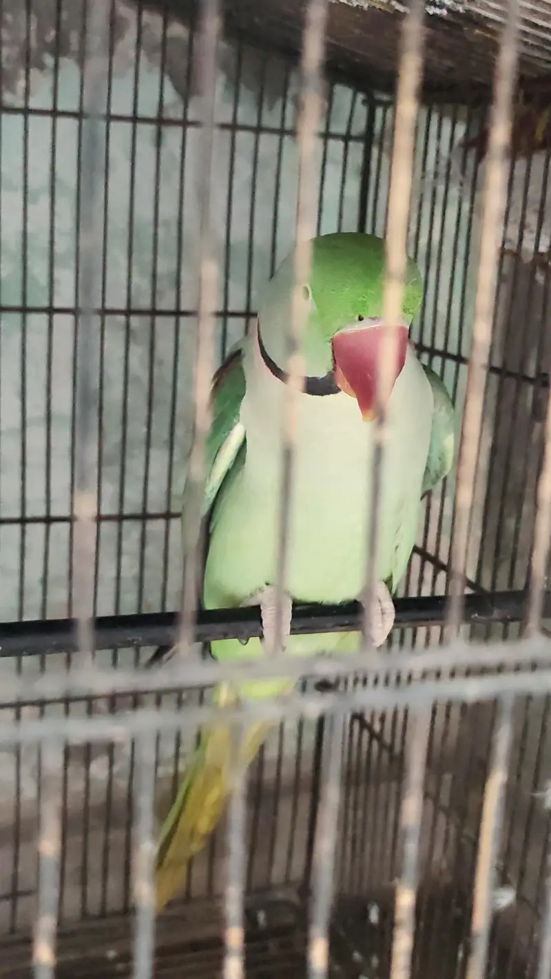 Kashmiri Raw Parrot Male — photo 4