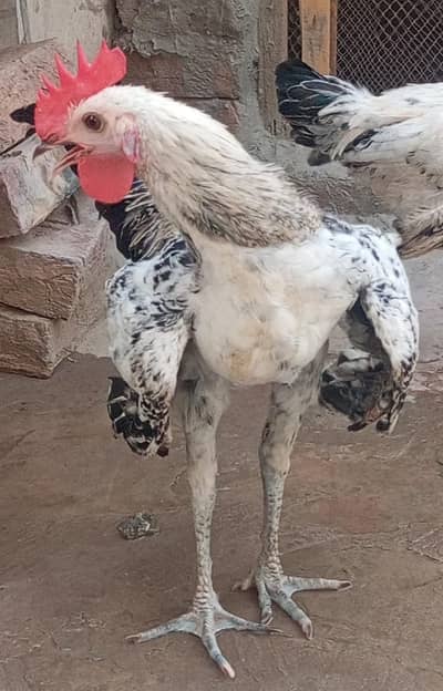 sale My Male Hen