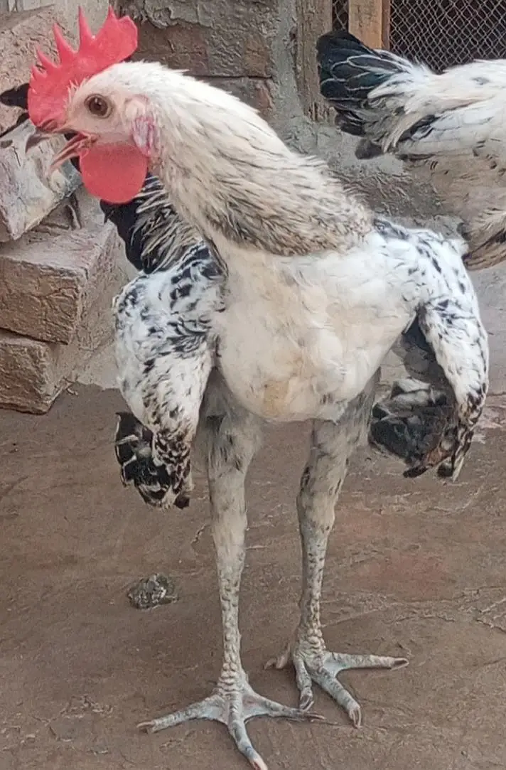 sale My Male Hen — photo 2
