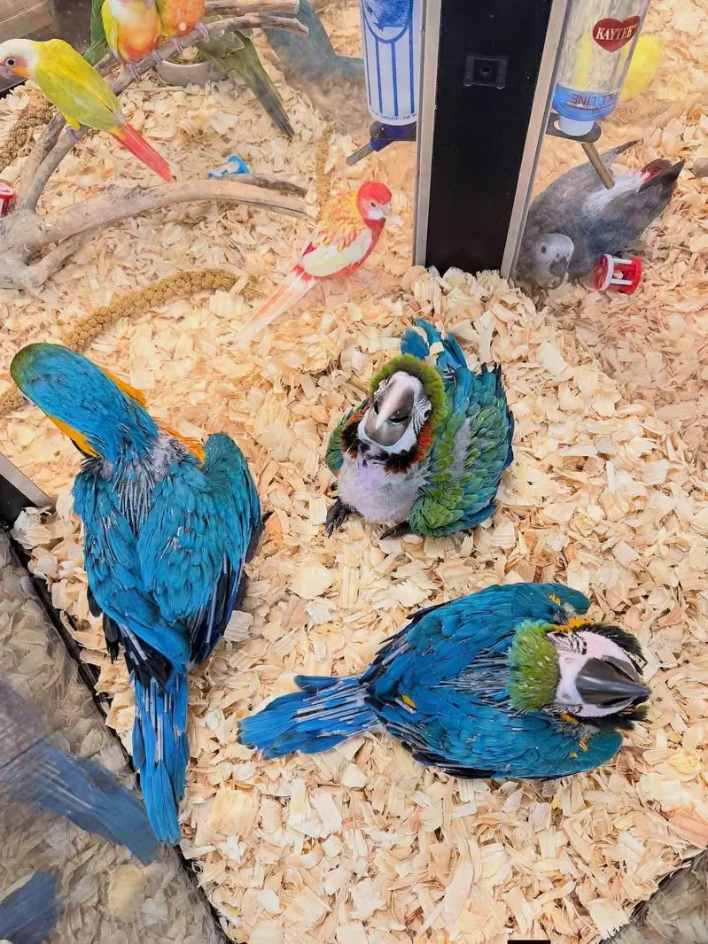blue macaw parrot chicks for sale (03297106709) — photo 2