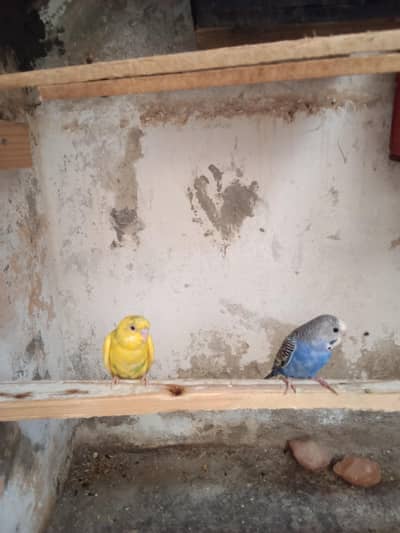 budgie pair