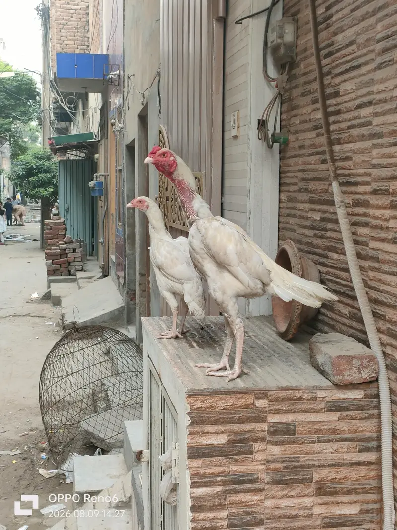 Heera — photo 2