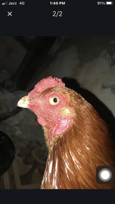 aseel rosters and hens