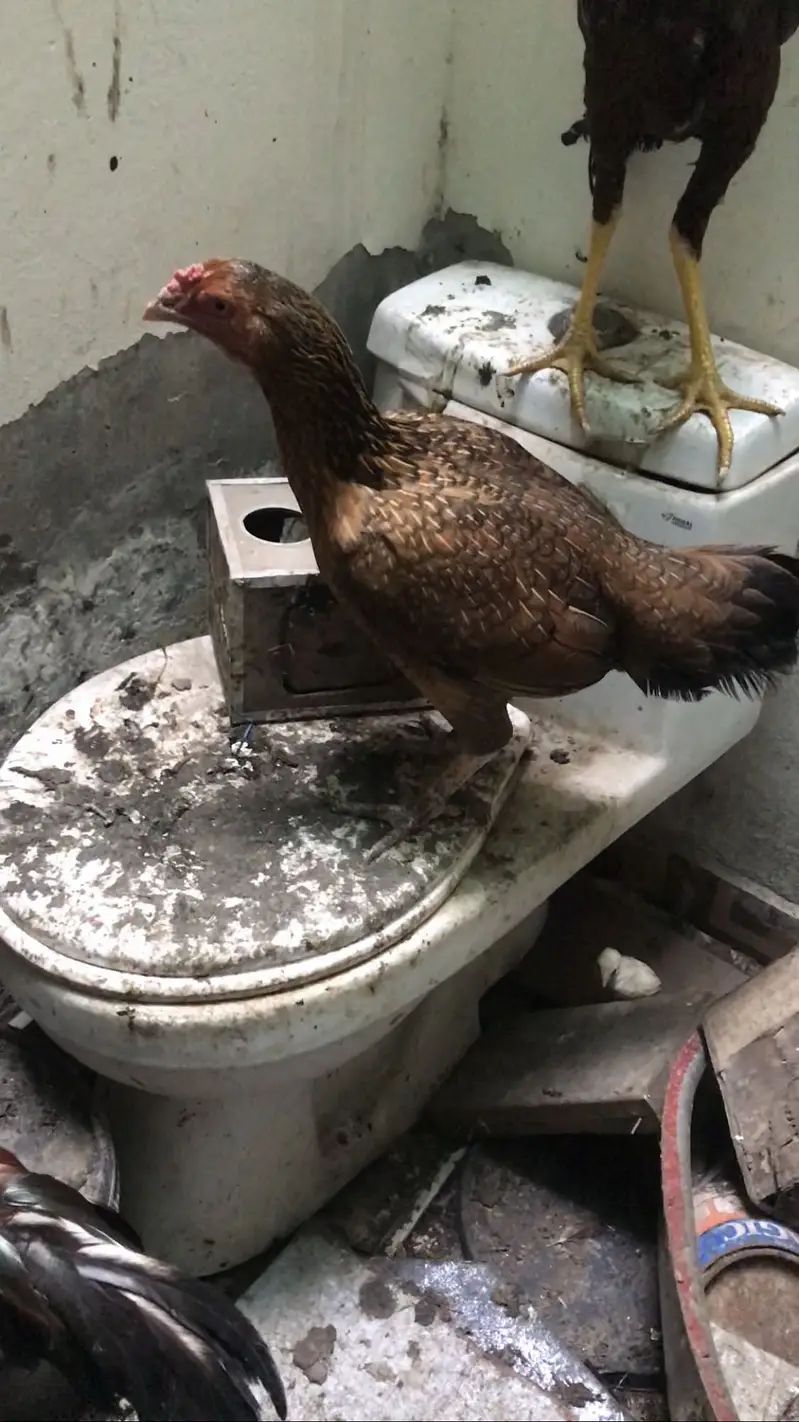 aseel rosters and hens — photo 2