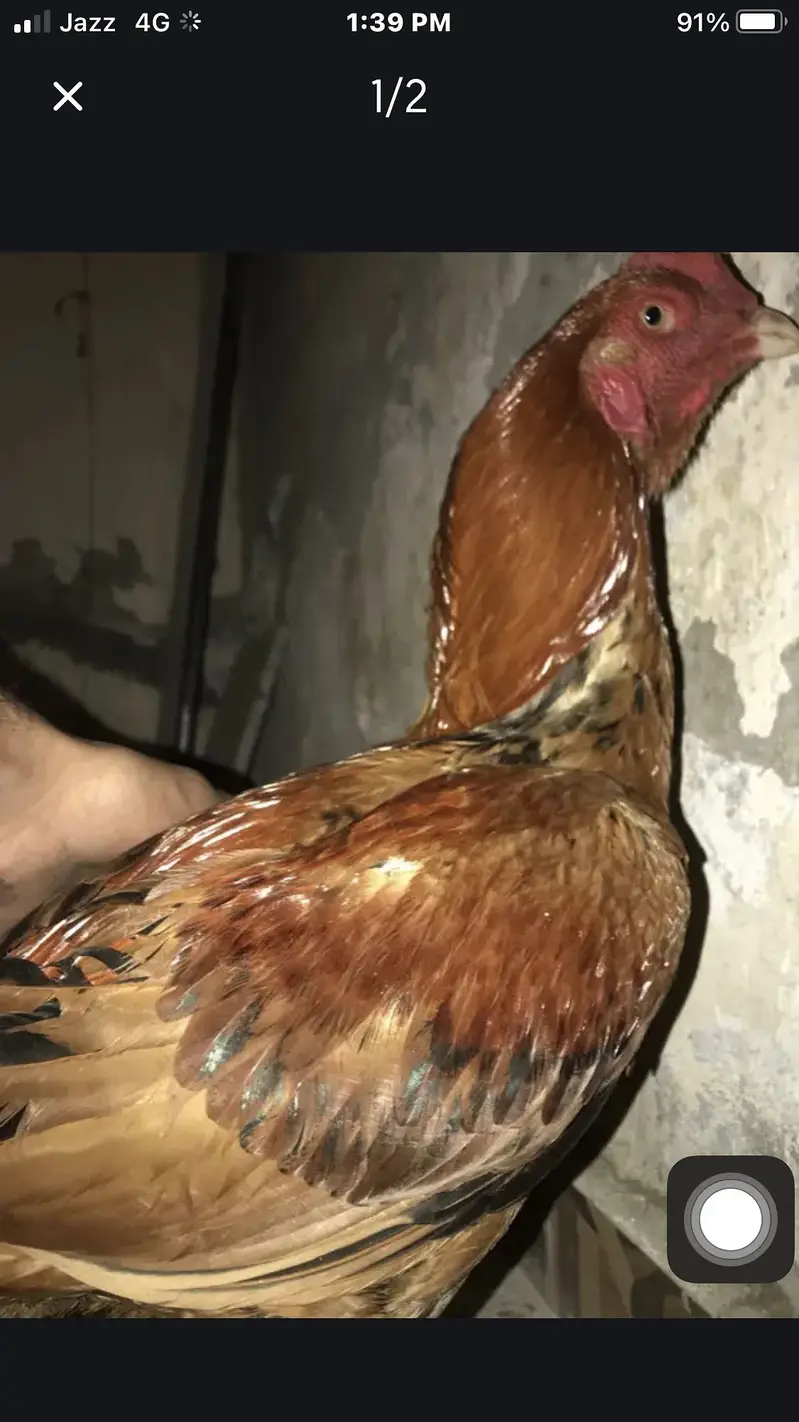 aseel rosters and hens — photo 3
