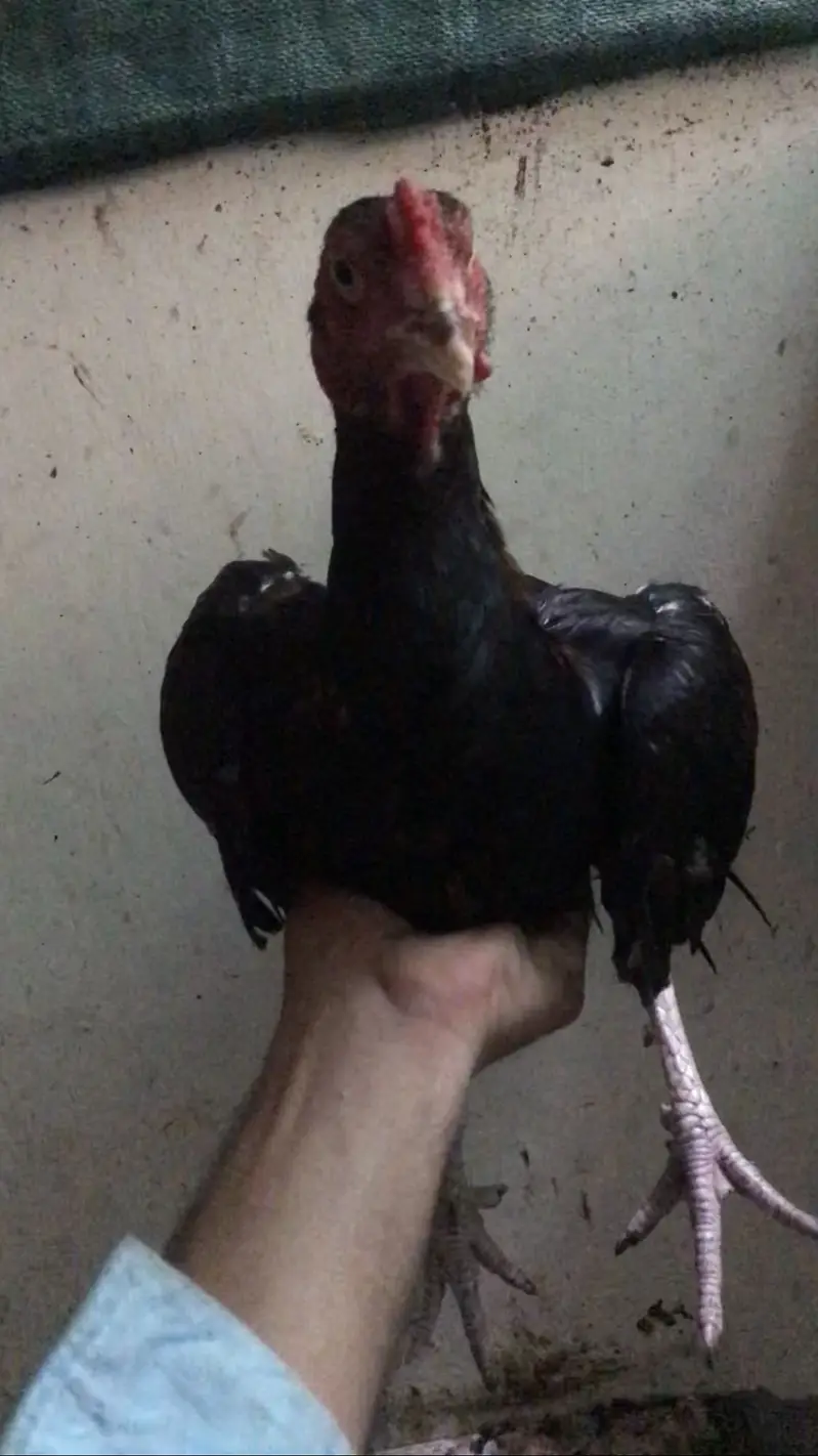 aseel rosters and hens — photo 4