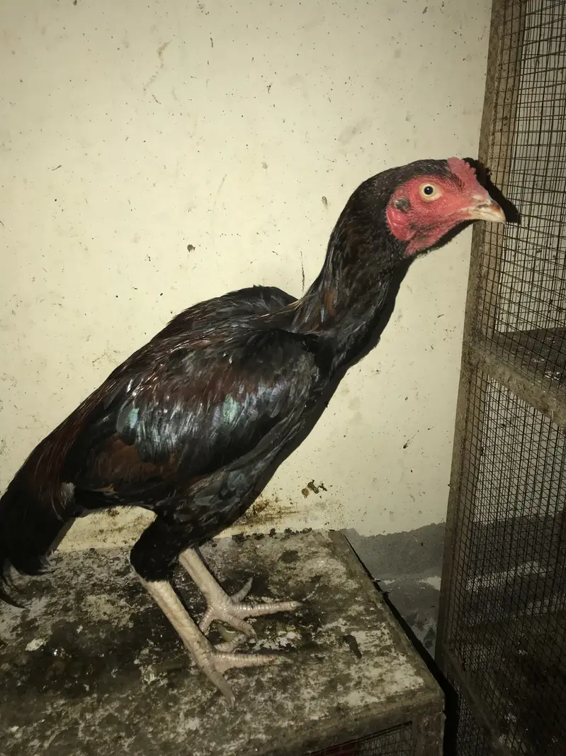 aseel rosters and hens — photo 5