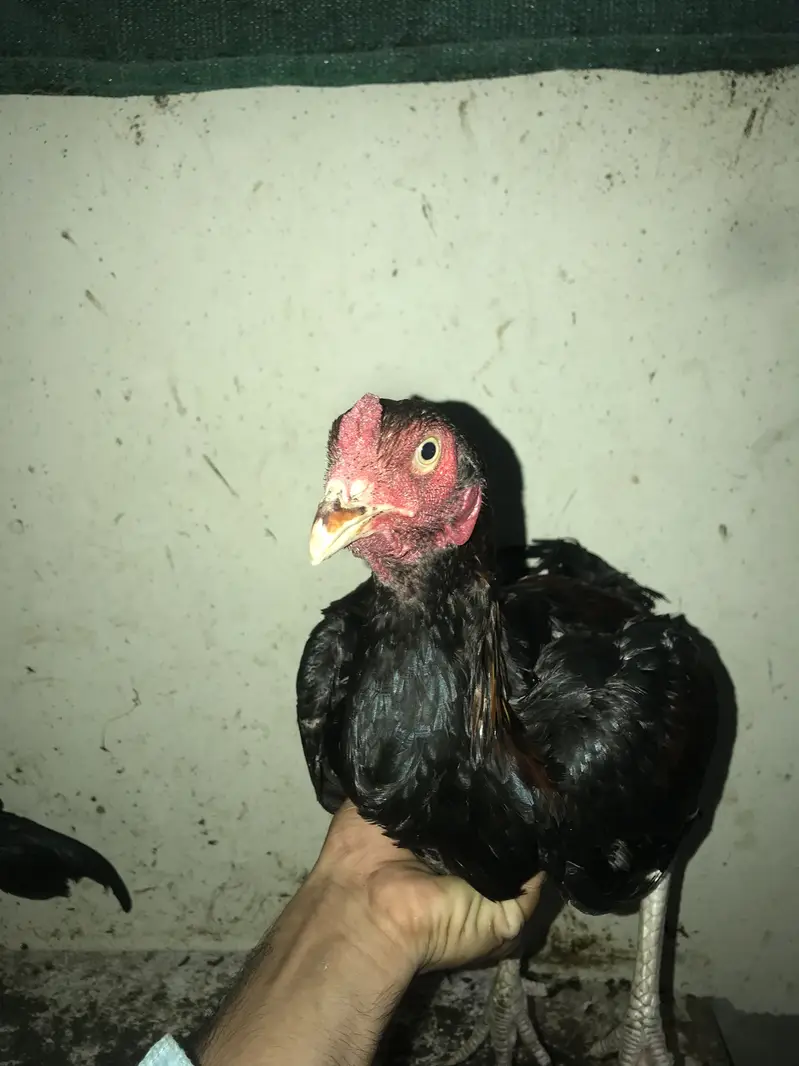 aseel rosters and hens — photo 6