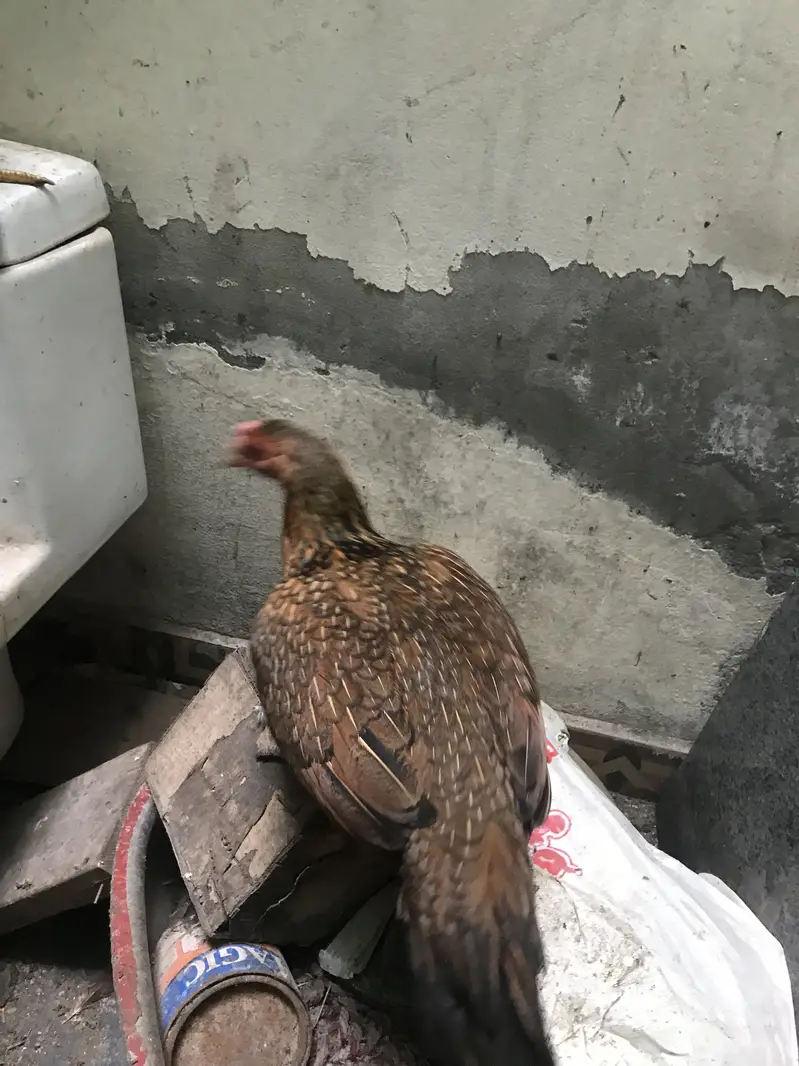 aseel rosters and hens — photo 7
