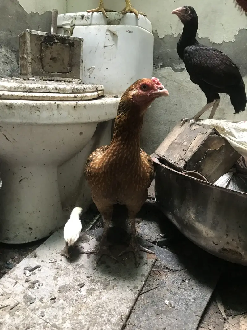 aseel rosters and hens — photo 8