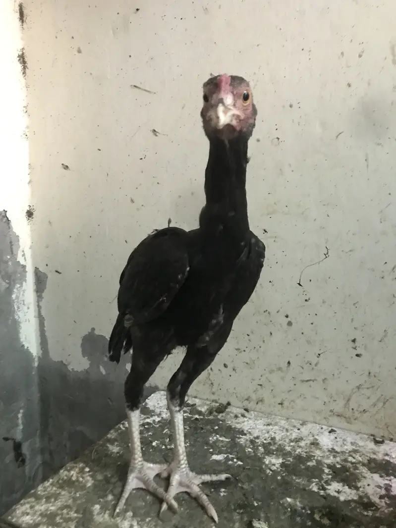aseel rosters and hens — photo 9