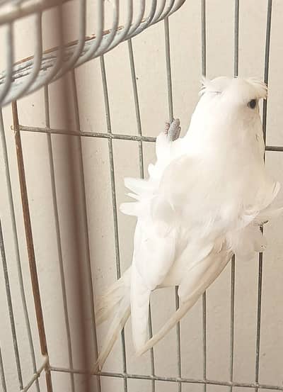 under size white albino hogRoma double flower male TCB female