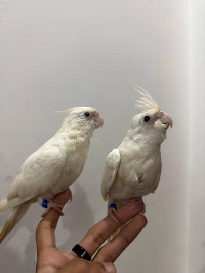 Handtamed Eno White Red Eye Cocktail No Bite Fully Attached