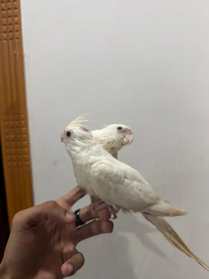 Handtamed Eno White Red Eye Cocktail No Bite Fully Attached — photo 3