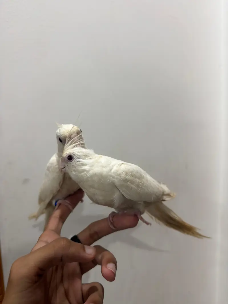 Handtamed Eno White Red Eye Cocktail No Bite Fully Attached — photo 4