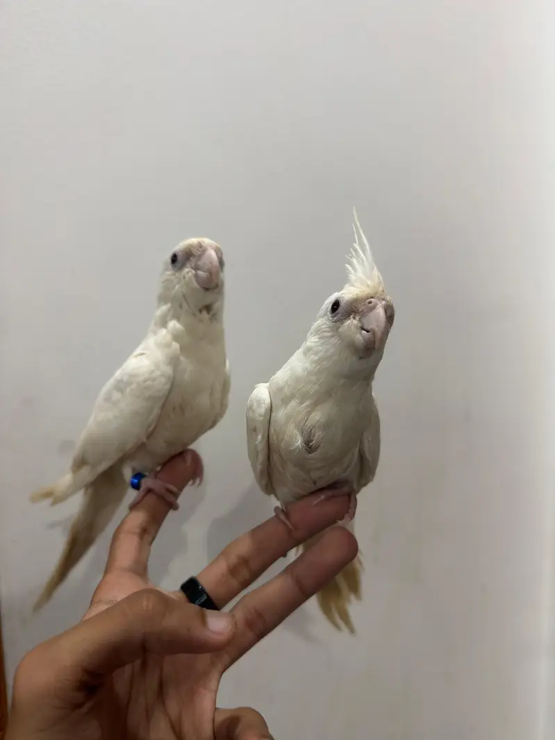 Handtamed Eno White Red Eye Cocktail No Bite Fully Attached — photo 5