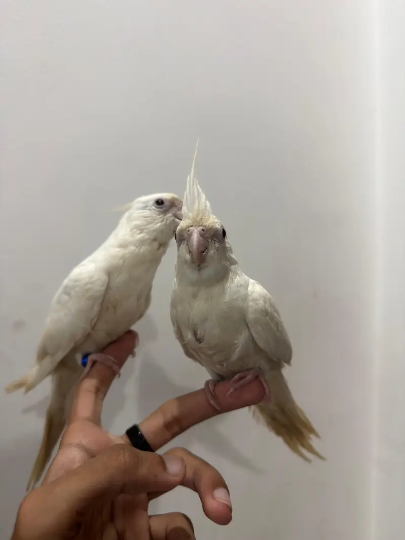 Handtamed Eno White Red Eye Cocktail No Bite Fully Attached — photo 6