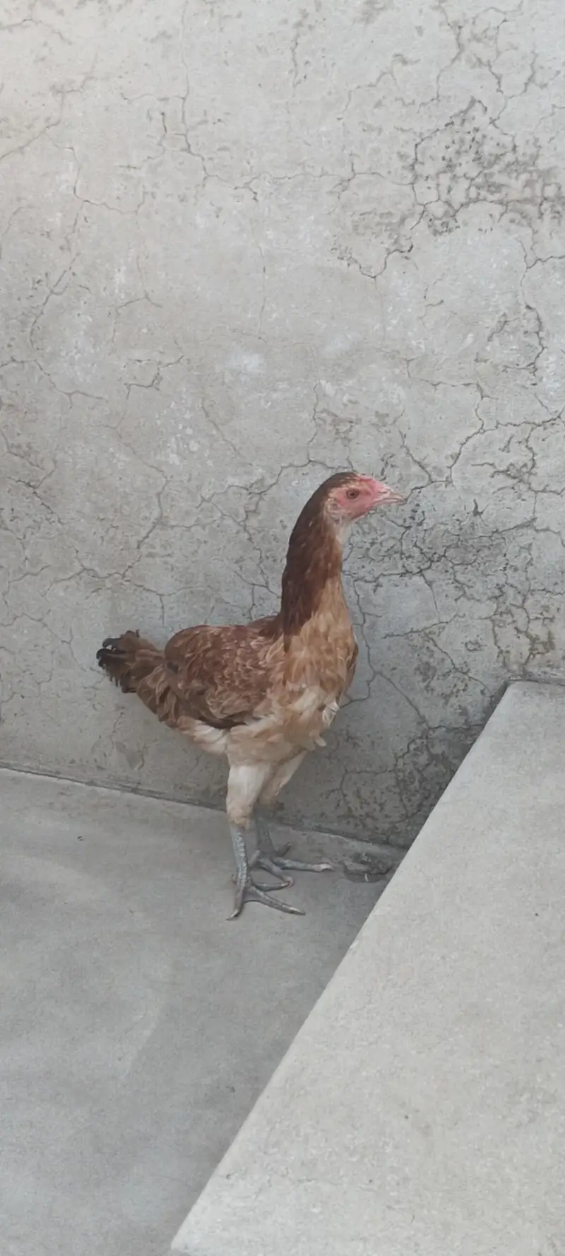 Aseel.    03262196697 — photo 9