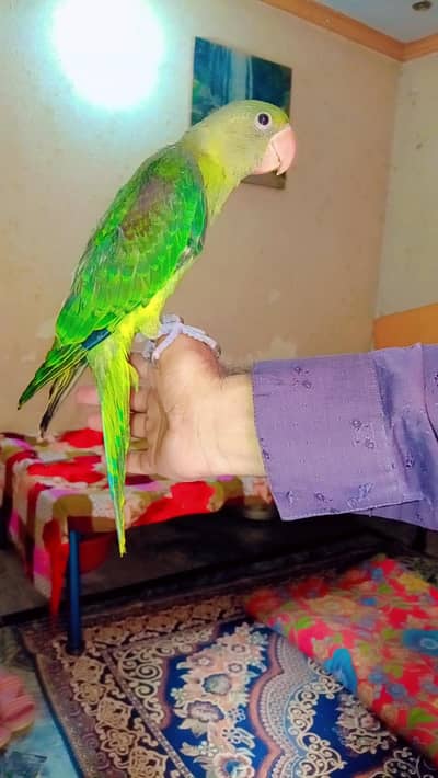 Raw parrot read add