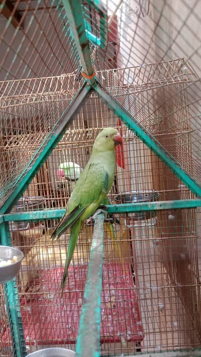 Ringneck female for sale