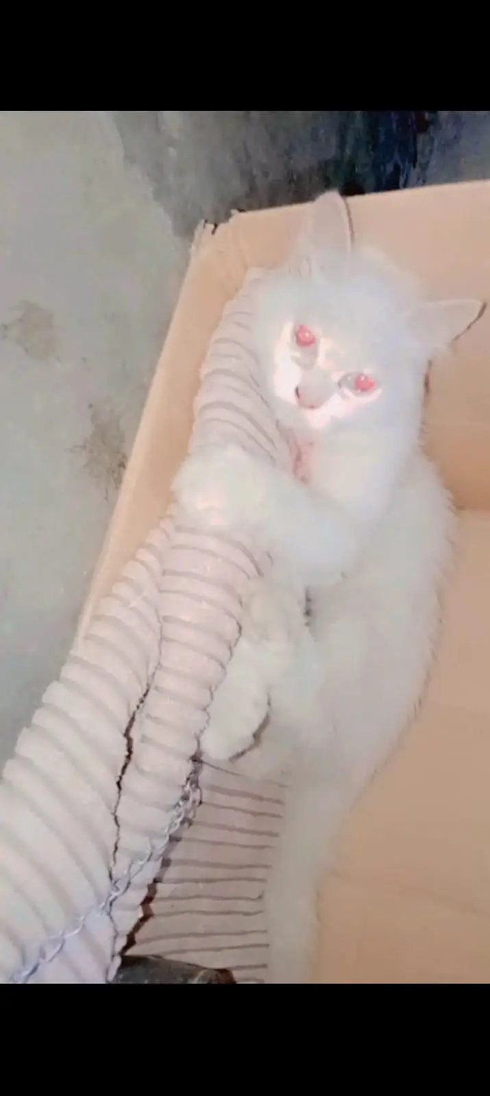 Persian catt potty train — photo 2