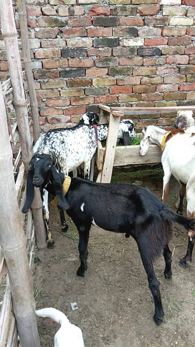qurbani 2027 male bacha | black color |Amritsari Beetle