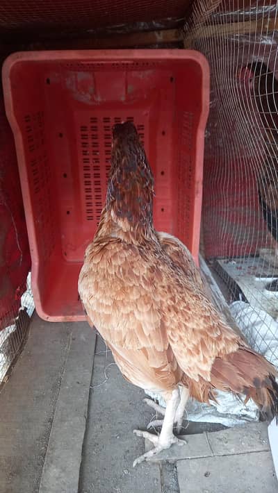 Aseel Hens