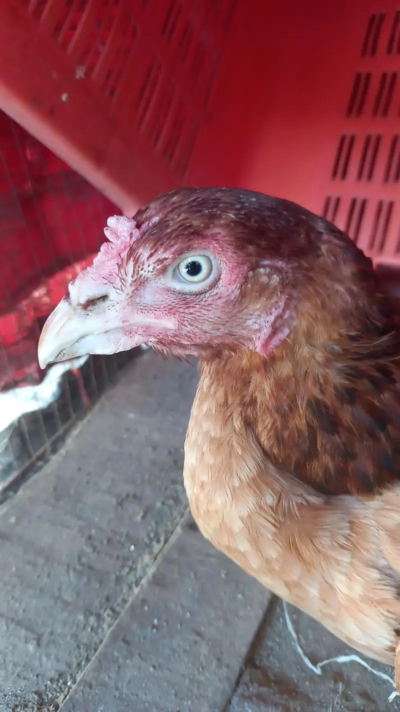 Aseel Hens — photo 2