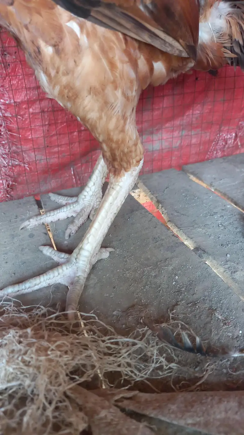 Aseel Hens — photo 3
