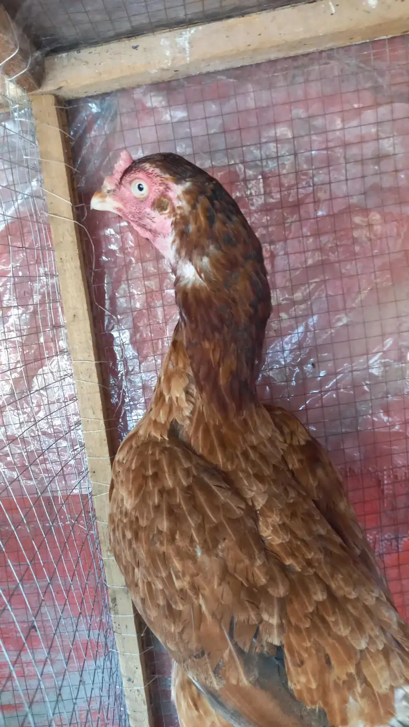 Aseel Hens — photo 4
