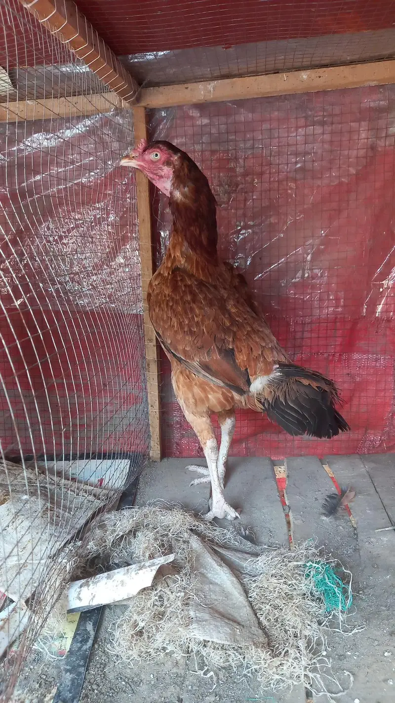 Aseel Hens — photo 5