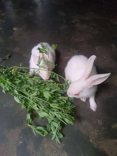 Rabbit for sell. . Whatsapp number 0316/8603495